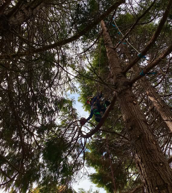 Looking straight up the trunk of a tall conifer from the ground. A climber is high in the canopy on ropes, small against the branches, with daylight breaking through the needles around him.