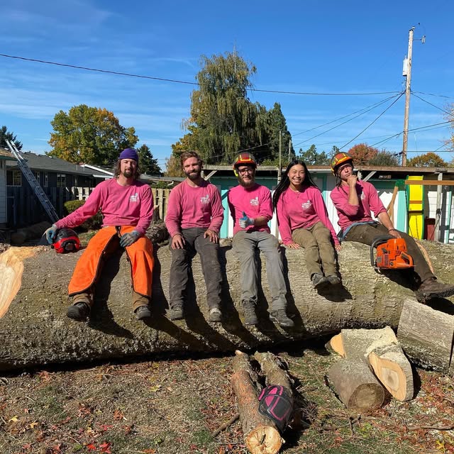 Five of the Lorax crew in pink long-sleeved work shirts sitting in a row along the trunk of a very large felled tree, chainsaws resting on the log at either end, a blue autumn sky and a suburban back garden behind them.