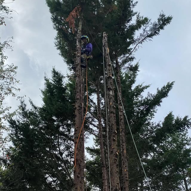 A climber near the top of a tall bare-stemmed conifer against an overcast sky, working with two rigging lines running down the trunk to the ground.