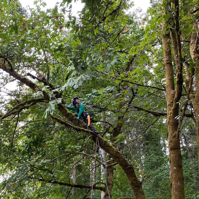 A climber sitting astride a heavy moss-covered maple limb deep in green forest, an orange saw clipped to his harness and rigging lines running down through the branches.