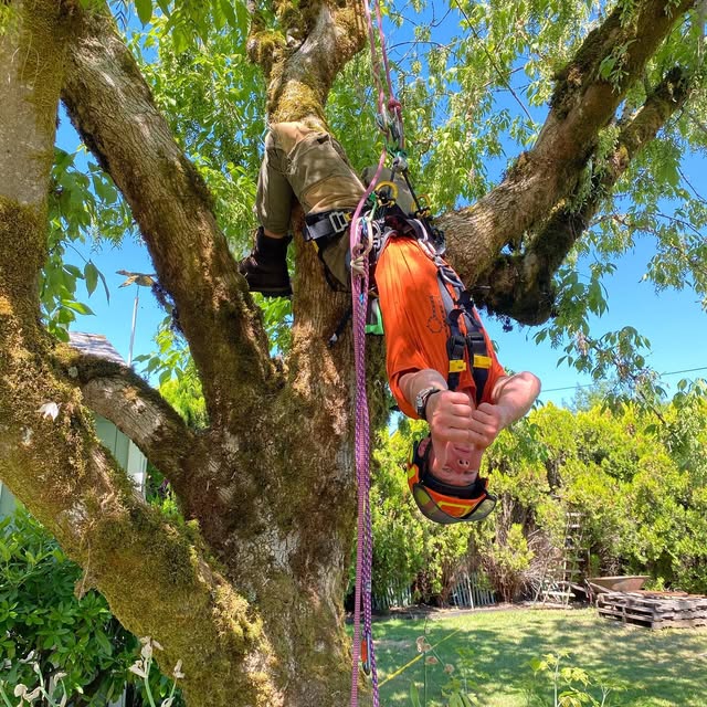 A climber in an orange shirt hanging upside down in his harness from the fork of a mossy garden tree, ropes running above him, a mown lawn and blue sky below.